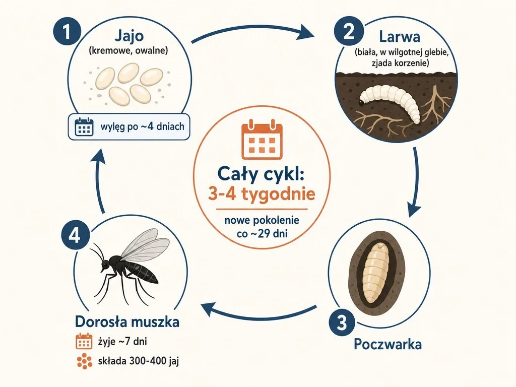Diagram_cyklu_rozwojowego_ziemiorki