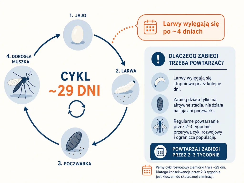  Diagram_cyklu_rozwojowego_ziemiorki_trwajacego_okolo_29_dni_z_zaznaczonymi_etapami