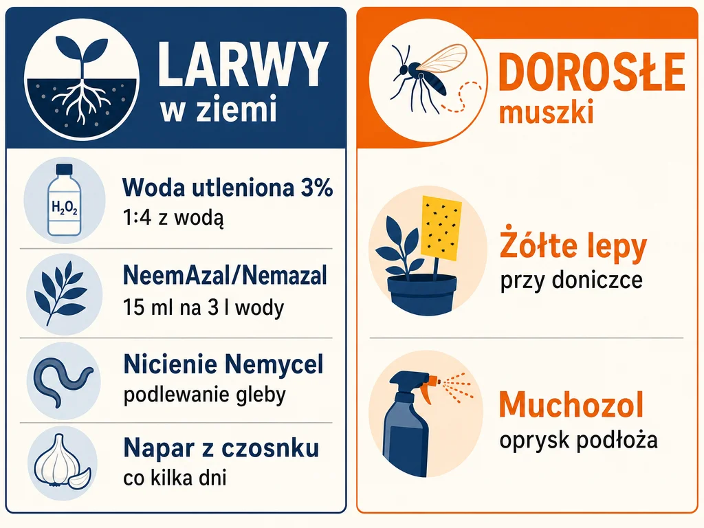Infografika porównująca metody zwalczania larw i dorosłych ziemiórek z proporcjami dawkowania