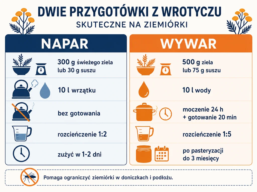 Infografika_porownujaca_napar_i_wywar_z_wrotyczu_na_ziemiorki_z_proporcjami_i_rozcienczeniem