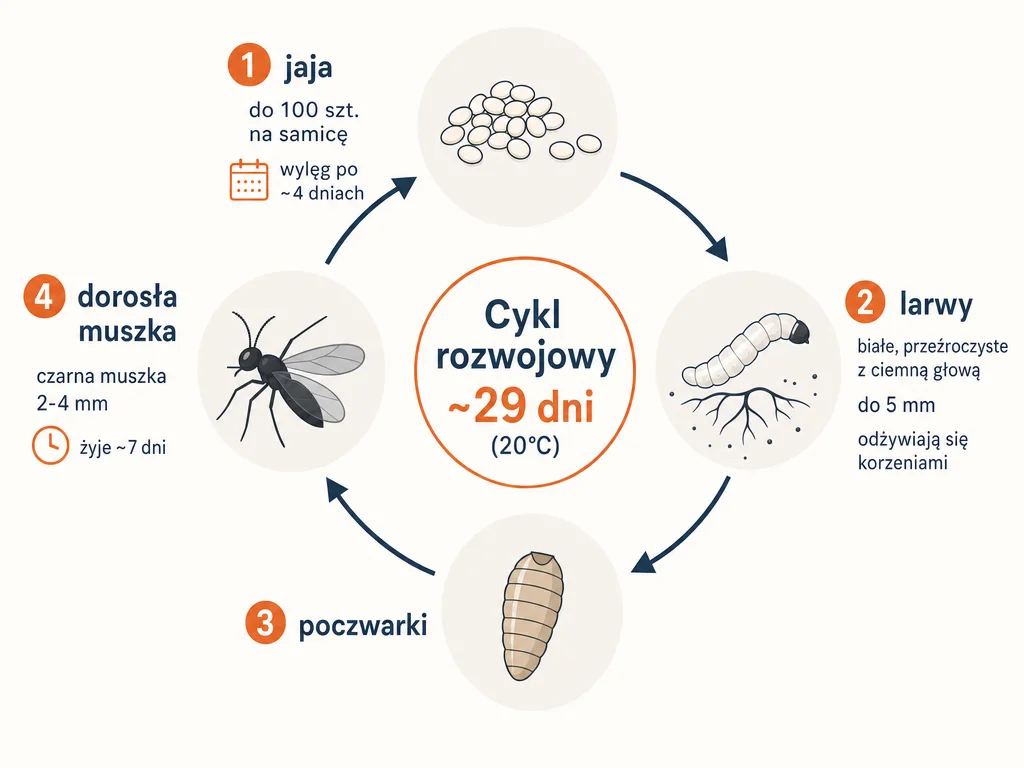 Diagram cyklu rozwojowego ziemiórki: jaja, larwy, poczwarki i dorosła muszka w cyklu około 29 dni.
