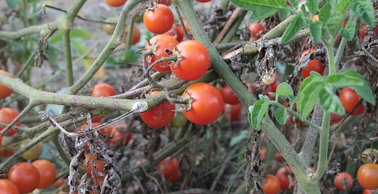 Poznaj choroby pomidorów wywoływane przez grzyby