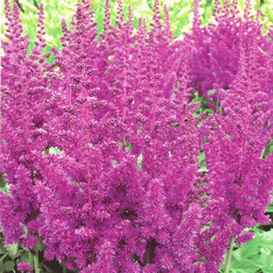 Tawułka niebieska 1 szt.