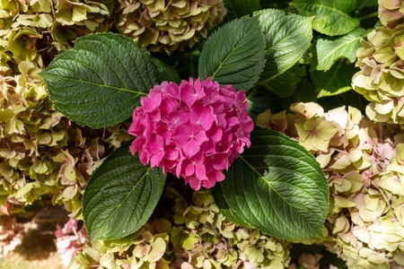 Hortensja Ogrodowa 'Alpengluhen' – Sadzonka 45-60 cm