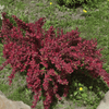 Berberys Thunberga 'Red Dream' - Sadzonka 15-25 cm