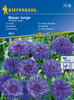 Chaber bławatek Blauer Junge Centaurea cyanus