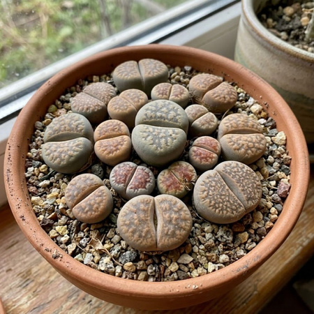 Żywe kamienie szczęścia M (Lithops)