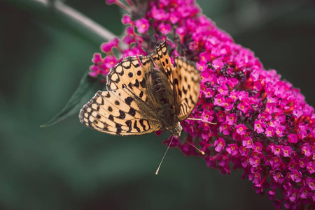 Budleja Davida 'Candy Little Ruby' – Sadzonka 25-30 cm