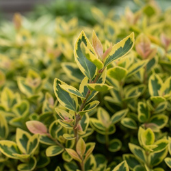 Trzmielina Fortune'a Emerald'n Gold (Euonymus Fortunei Emerald'n Gold)