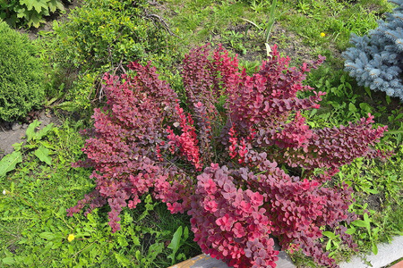 Berberys Thunberga 'Admiration' – Sadzonka 15-25 cm