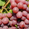 Winorośl Canadice (Vitis Canadice)