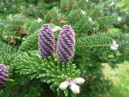 Jodła Koreańska – Sadzonka 10-15 cm