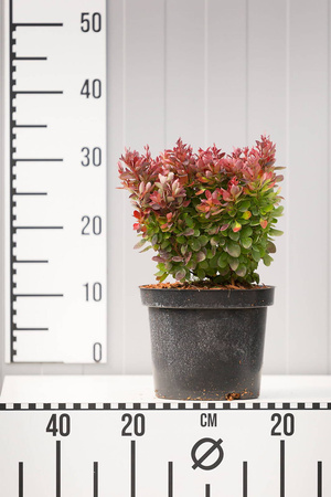 Berberys Thunberga 'Admiration' – Sadzonka 15-25 cm