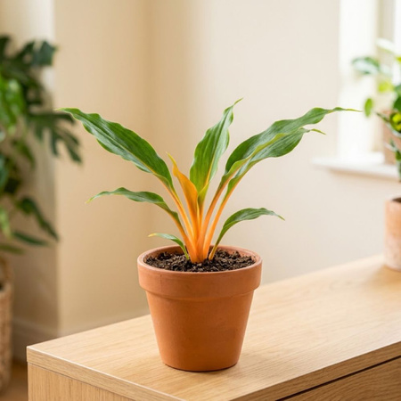 Zielistka M (Chlorophytum orchidastrum 'Green Orange')