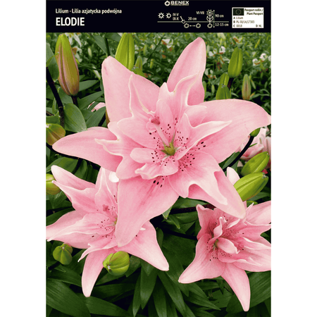 Lilia azjatycka pełna Elodie 1 szt.