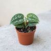 Scindapsus pstry M (Scindapsus pictus 'Trebie')