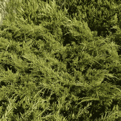 Cyprysik Groszkowy 'Sungold' – Sadzonka 25 -30 cm