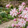 Magnolia Gwieździsta Rosea (Magnolia Stellata Rosea)