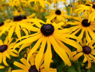 Rudbekia Błyskotliwa Goldsturm
