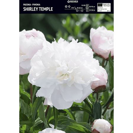 Piwonia Shirley Temple 1 szt. 