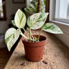 Epipremnum M (Epipremnum pinnatum Marble Variegata)