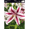 Lilia orientalna Dizzy 1 szt.