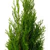Pakiet tuja Szmaragd 100-110 cm – 40 szt. Botana