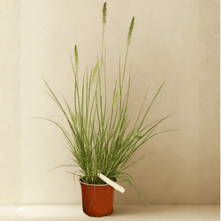 Rozplenica Japońska Hameln