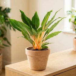Zielistka M (Chlorophytum orchidastrum 'Green Orange')