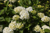 Hortensja Ogrodowa 'Madame Emile Mouillere' – Sadzonka 20-30 cm