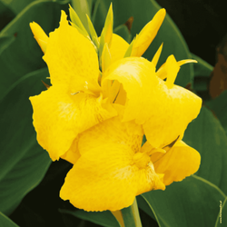 Kanna żółta 1 szt.