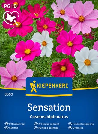 Kosmos podwójnie pierzasty 'Sensations-Mix' - Nasiona - Kiepenkerl