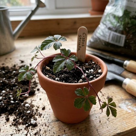 Ciccus pasiasty (Cissus striata)