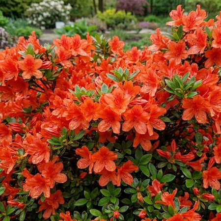 Azalia Japońska Geisha Orange (Azalea Japonica Geisha Orange)