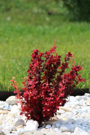 Berberys Thunberga 'Orange Rocket' PBR – Sadzonka 40 cm
