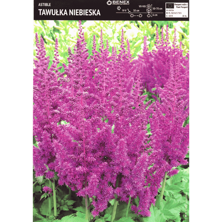 Tawułka niebieska 1 szt.