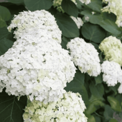 Hortensja Drzewiasta 'Annabelle' – Sadzonka 10-15 cm
