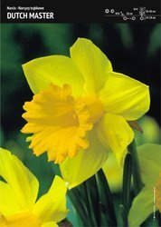 Narcyz ‘Dutch Master’ - 7 szt.