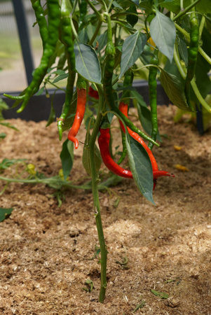 Ściółka ogrodowa Plantimax Uniwersal 33 l