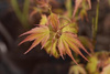 Klon Palmowy Orange Dream (Acer Palmatum Orange Dream)