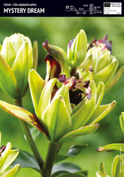 Lilia Azjatycka Mystery Dream - 1 szt.