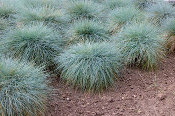 Wydmuchrzyca Piaskowa Blue Dune