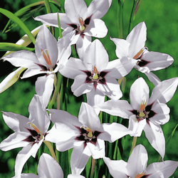 Mieczyk Abisyński 10 szt.