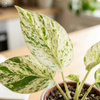 Epipremnum M (Epipremnum pinnatum Marble Variegata)