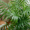 Palma koralowa M (Chamaedorea elegans)