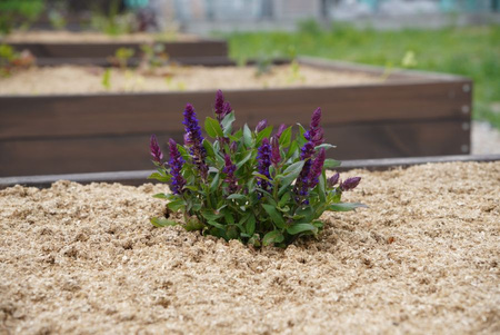 Ściółka ogrodowa Plantimax Uniwersal 33 l