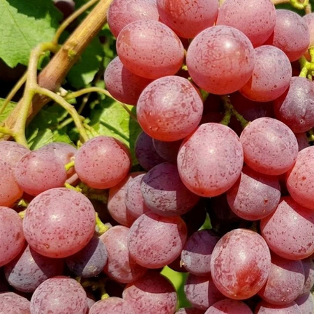Winorośl Canadice (Vitis Canadice)