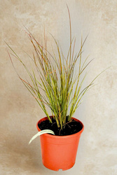 Turzyna Buchanana Red Rooster
