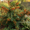 Ognik Szkarłatny Orange Glow (Pyracantha Orange Glow)