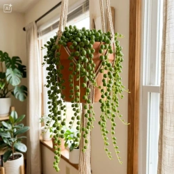 Starzec zwisający M (Senecio rowleyanus)